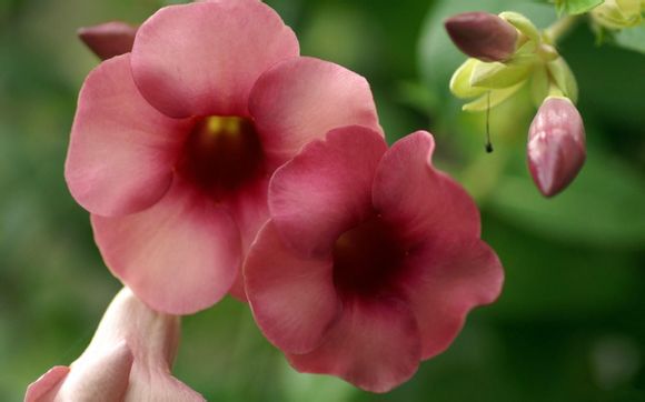 宝宝消化不良吃什么辅食好