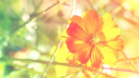 宝宝百日咳嗽症状是什么