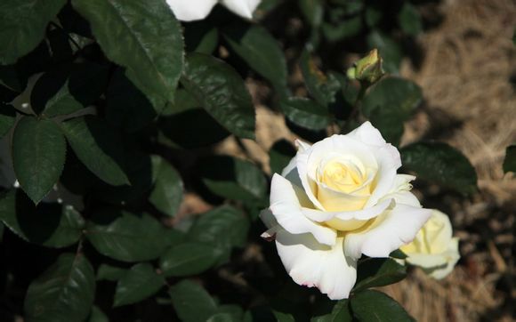 适合四岁宝宝的菜谱