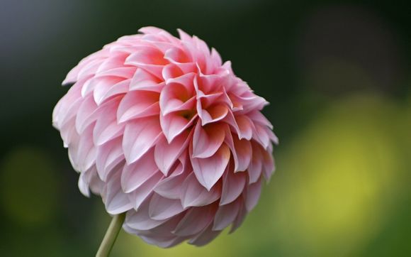 三个月宝宝大便绿色有血丝是怎么回事